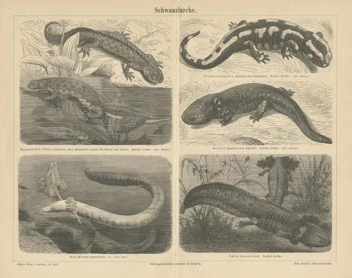 Original Antique Lithograph Of Various Tailed Amphibians, Circa 1890 photo for sale