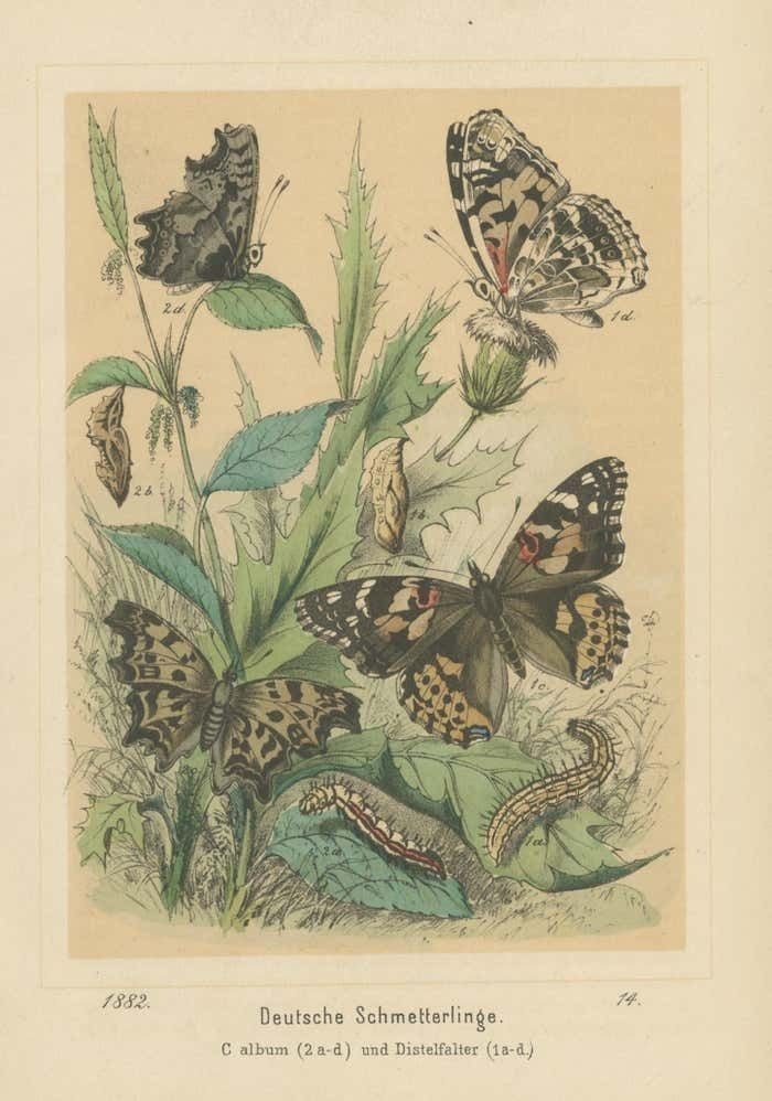 Antique Print Of German Butterflies photo for sale