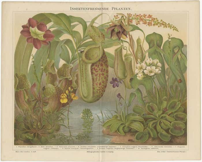 Original Antique Lithograph Of Various Carnivorous Plants Circa 1890 photo furniture