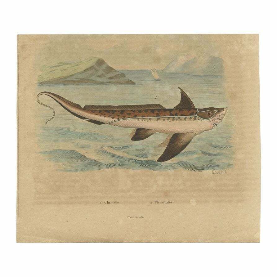 Antique Print Of The Chimaera Fish By Guérin, 1833