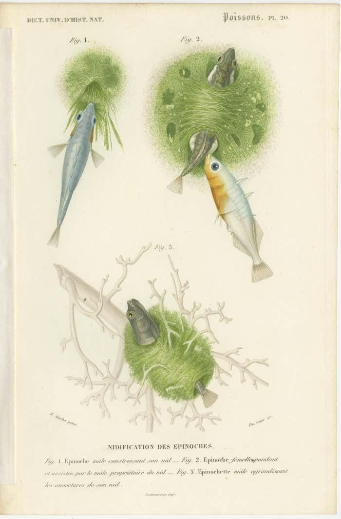 Antique Print Of Stickleback Fishes photo furniture