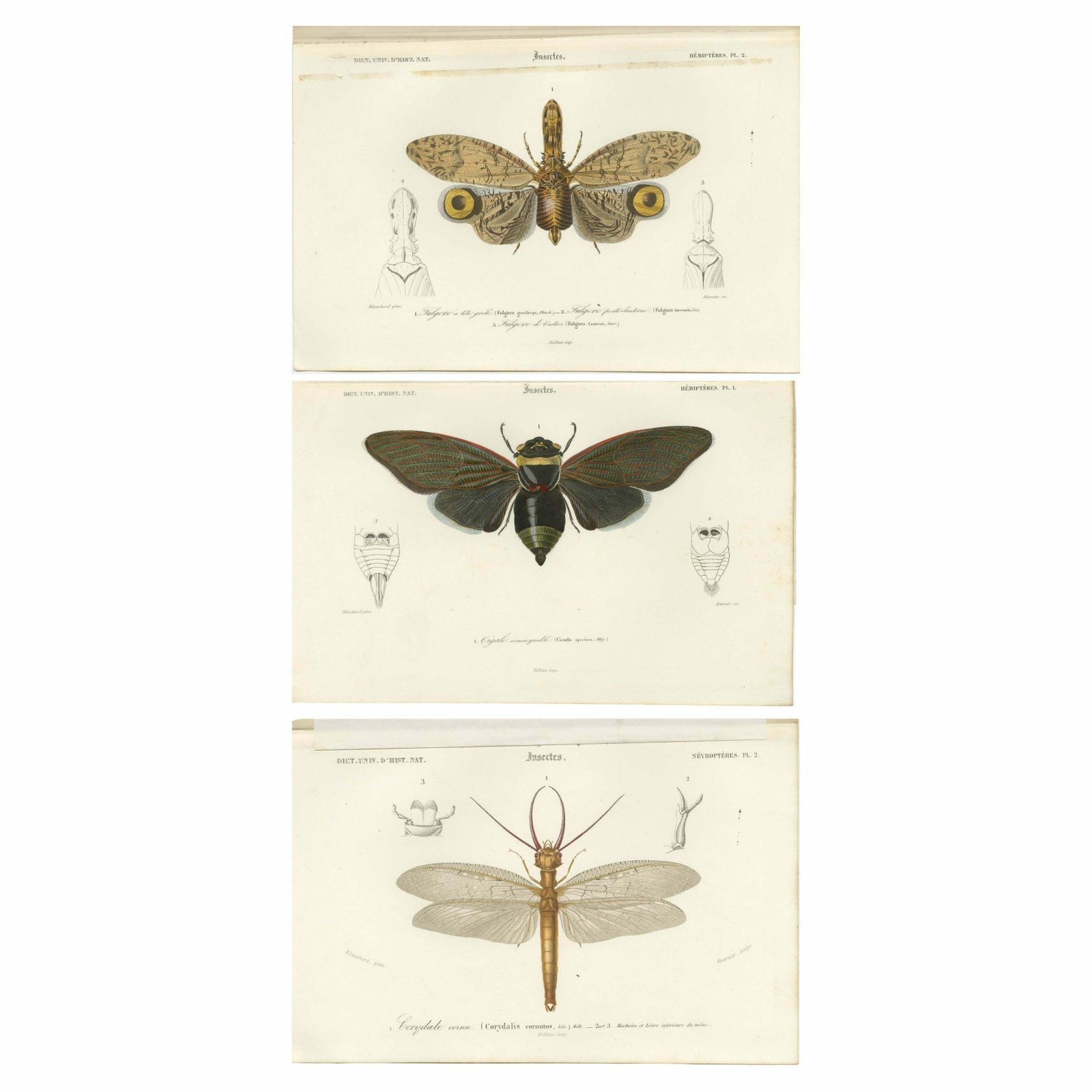 Set Of 3 Antique Prints Of A Lantern Fly, Cicada And The Eastern Dobsonfly