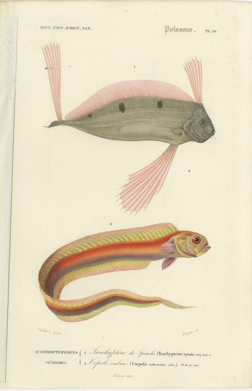 Set Of 9 Antique Print Of Various Fish Species