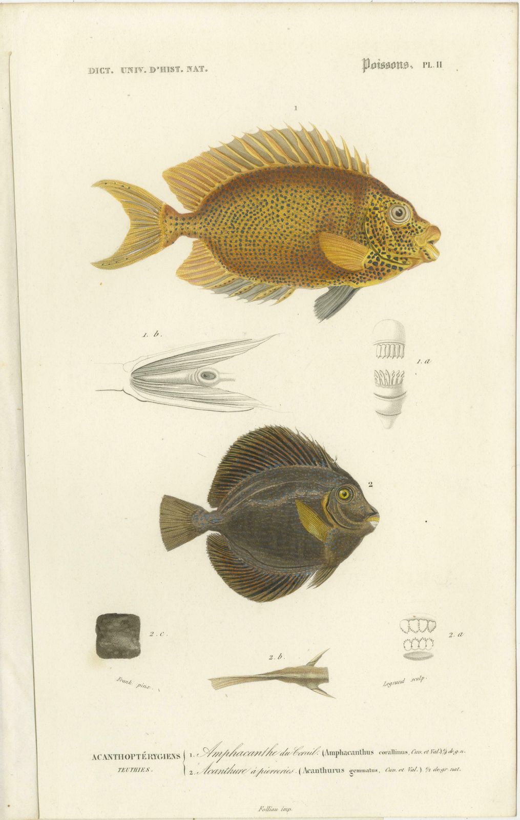Set Of 9 Antique Print Of Various Fish Species photo furniture