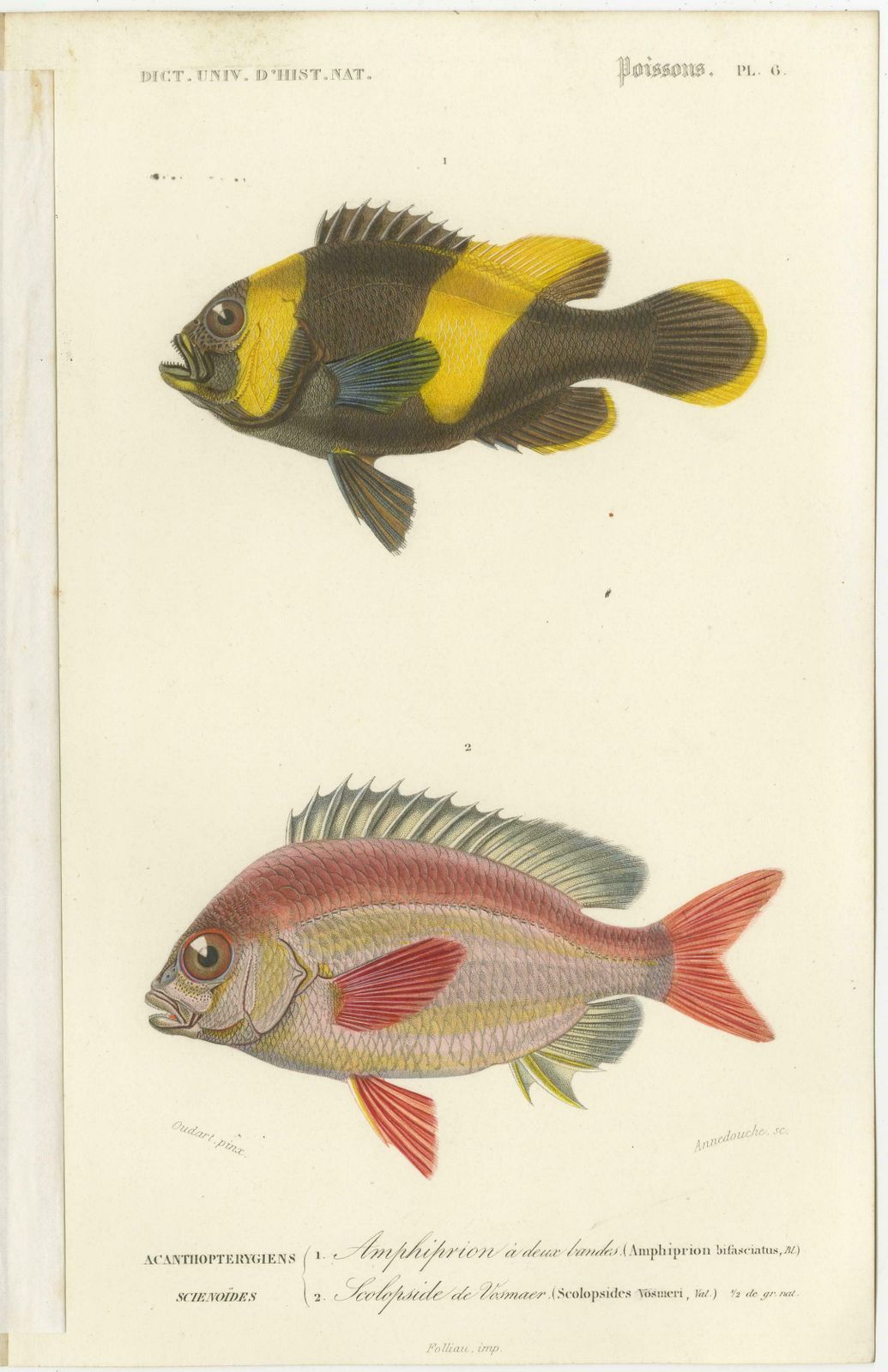 Set Of 9 Antique Print Of Various Fish Species photo 1933.0