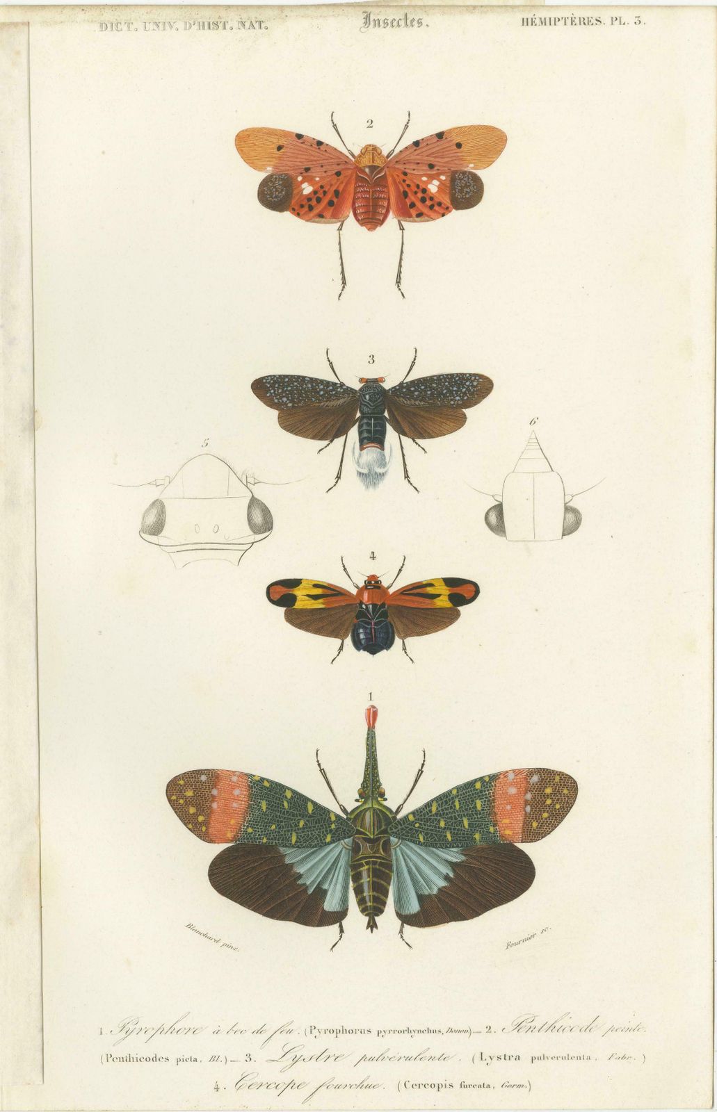 Set Of 7 Antique Prints Of A Grasshopper And Other Insects photo for sale