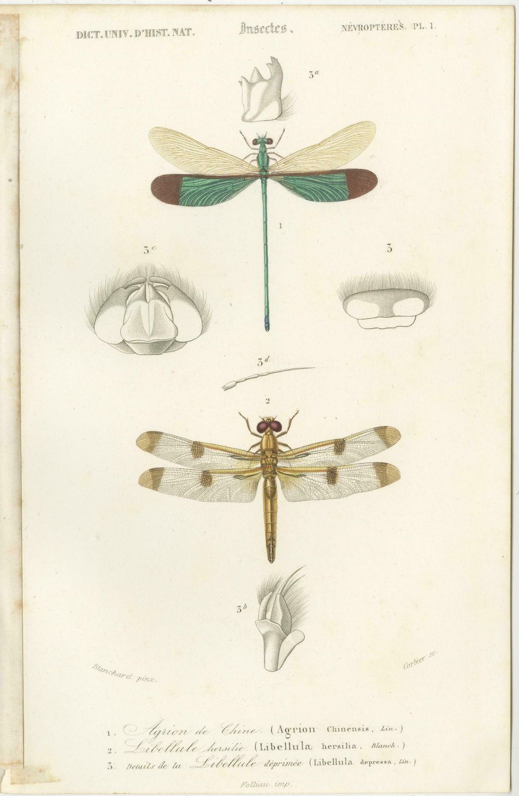 Set Of 7 Antique Prints Of A Grasshopper And Other Insects photo Art