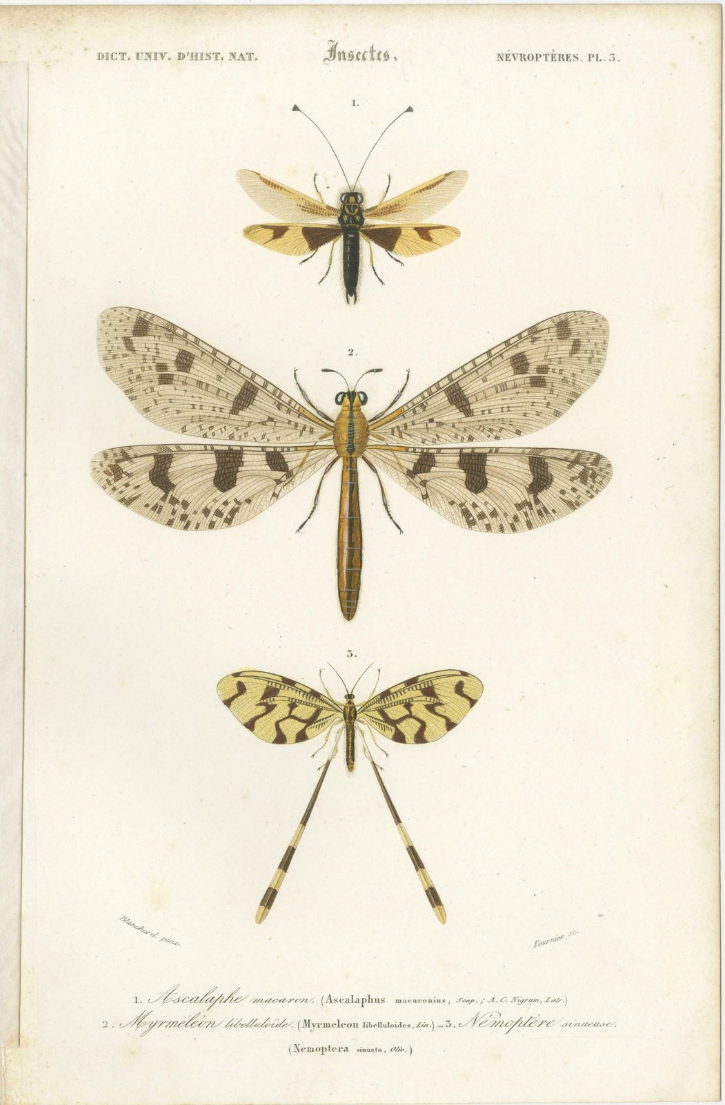 Set Of 7 Antique Prints Of A Grasshopper And Other Insects photo 607.0