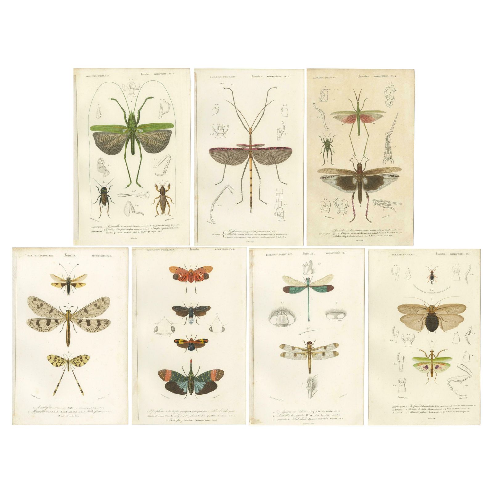 Set Of 7 Antique Prints Of A Grasshopper And Other Insects photo vinterior