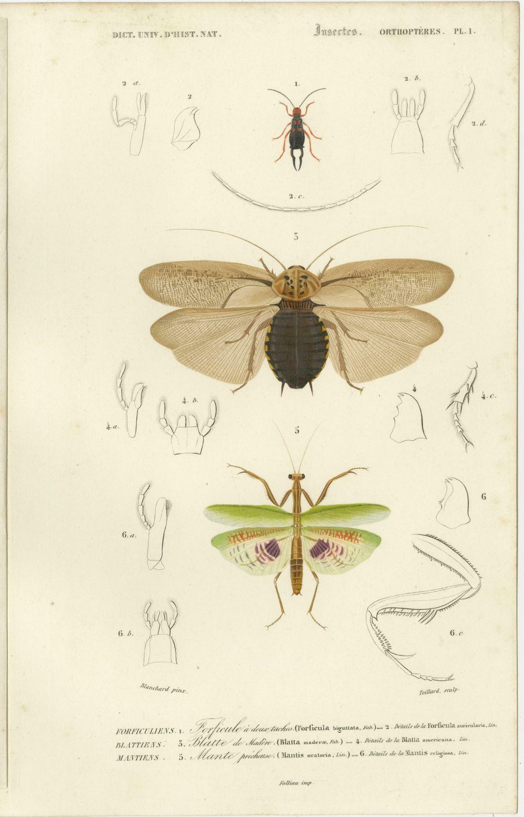 Set Of 7 Antique Prints Of A Grasshopper And Other Insects photo buy