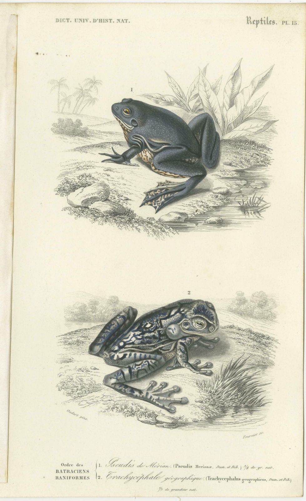 Set Of 3 Antique Prints Of Frogs And Toads photo furniture