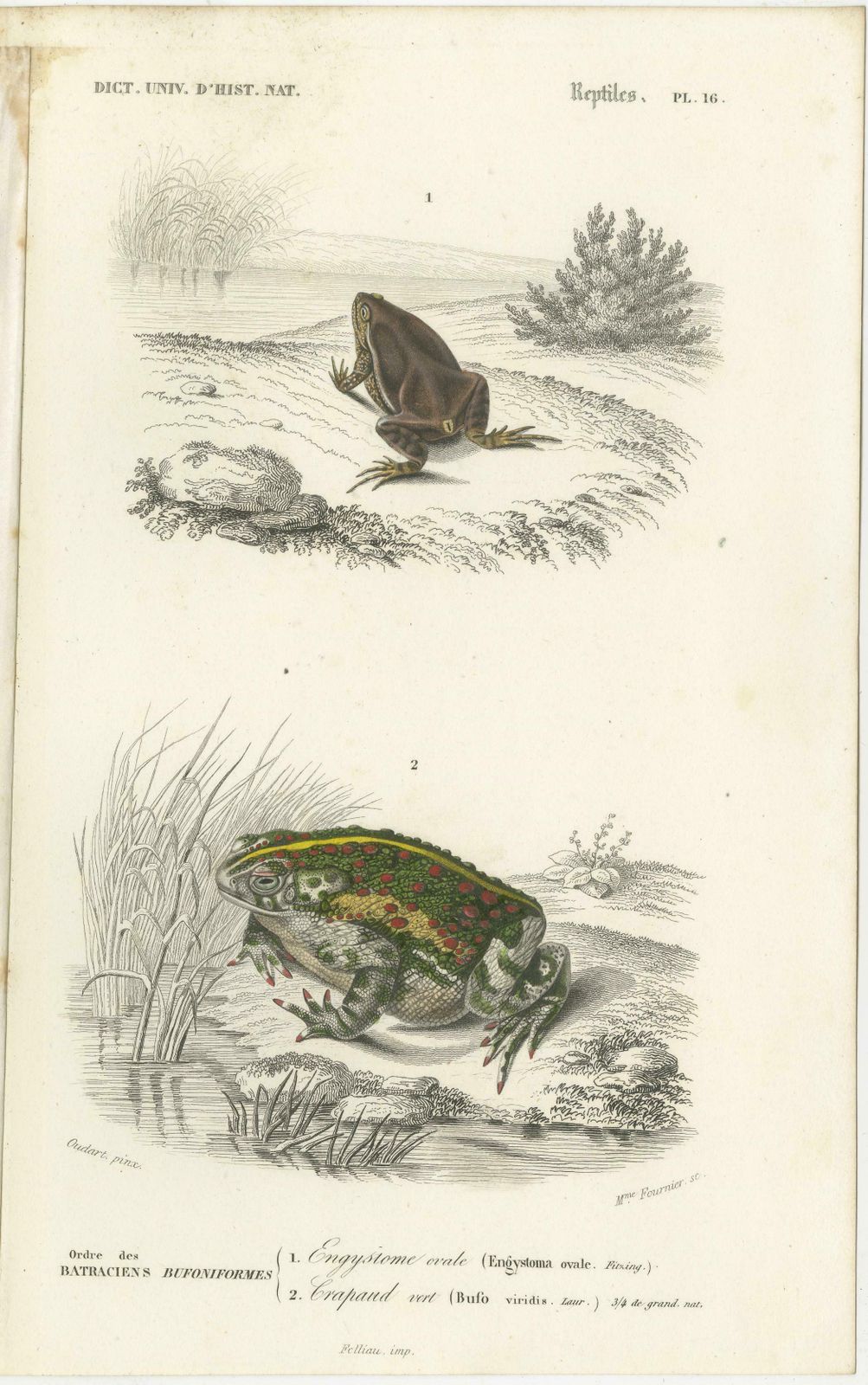 Set Of 3 Antique Prints Of Frogs And Toads photo for sale