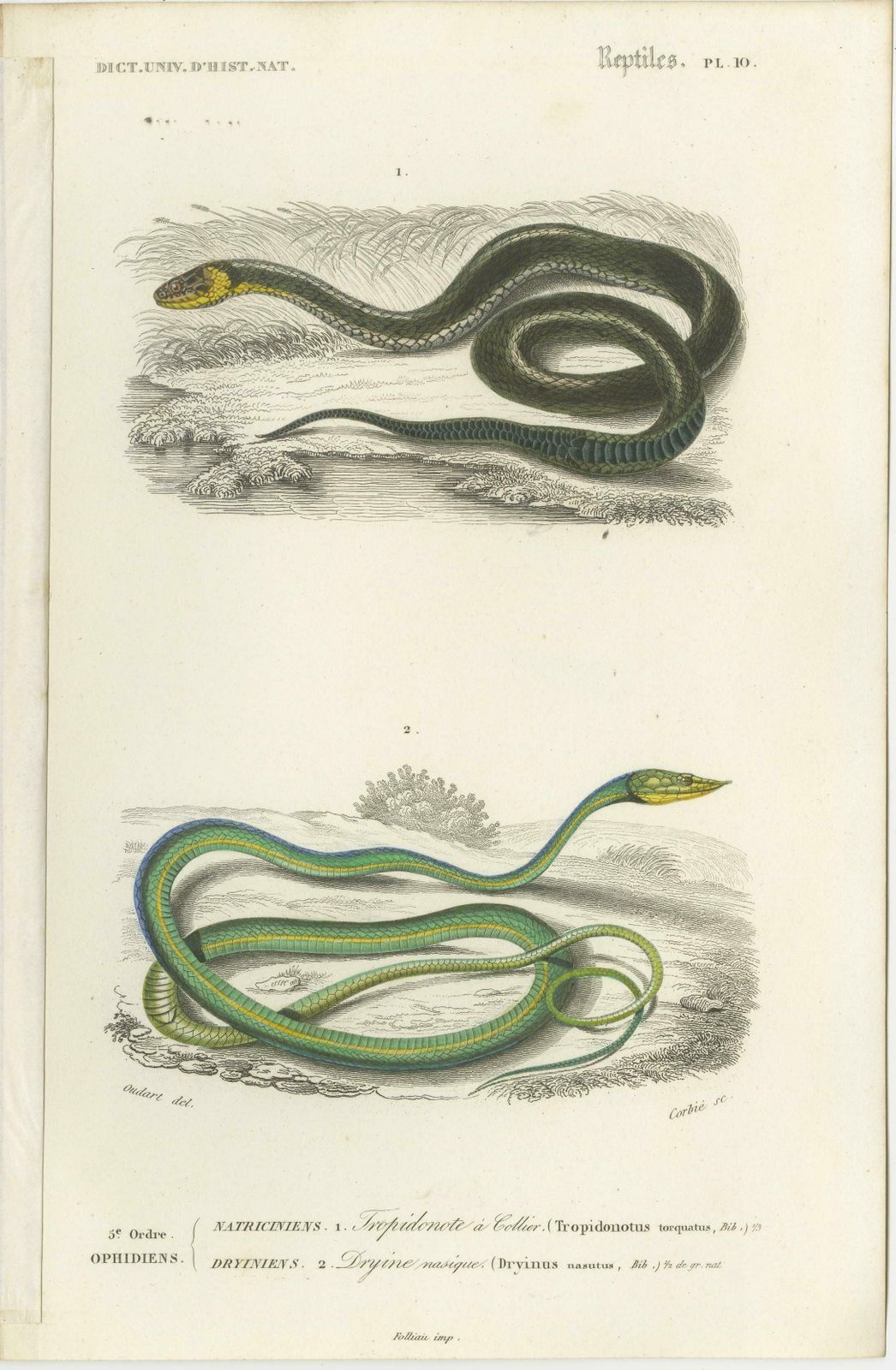 Set Of 7 Antique Prints Of An Egyptian Cobra And Other Snakes And Reptiles photo for sale