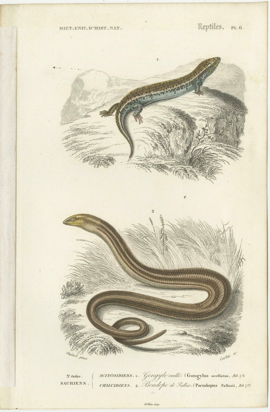 Set Of 7 Antique Prints Of An Egyptian Cobra And Other Snakes And Reptiles photo buy