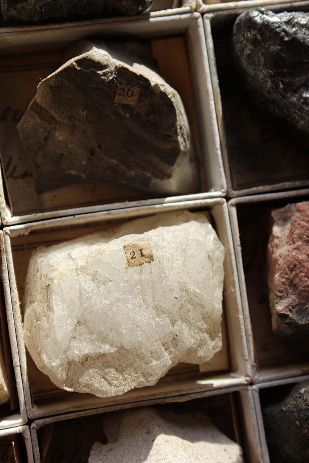 photo vintage Late 19th C Gregory Bottley Scientific Collection Of Mineral Fossils Shell