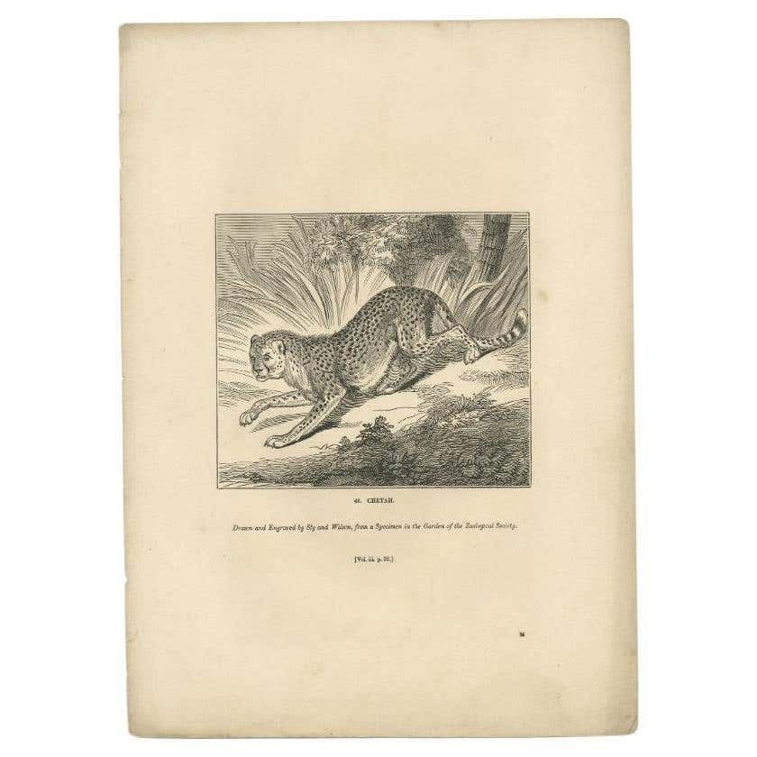 Antique Print Of A Cheetah, 1835
