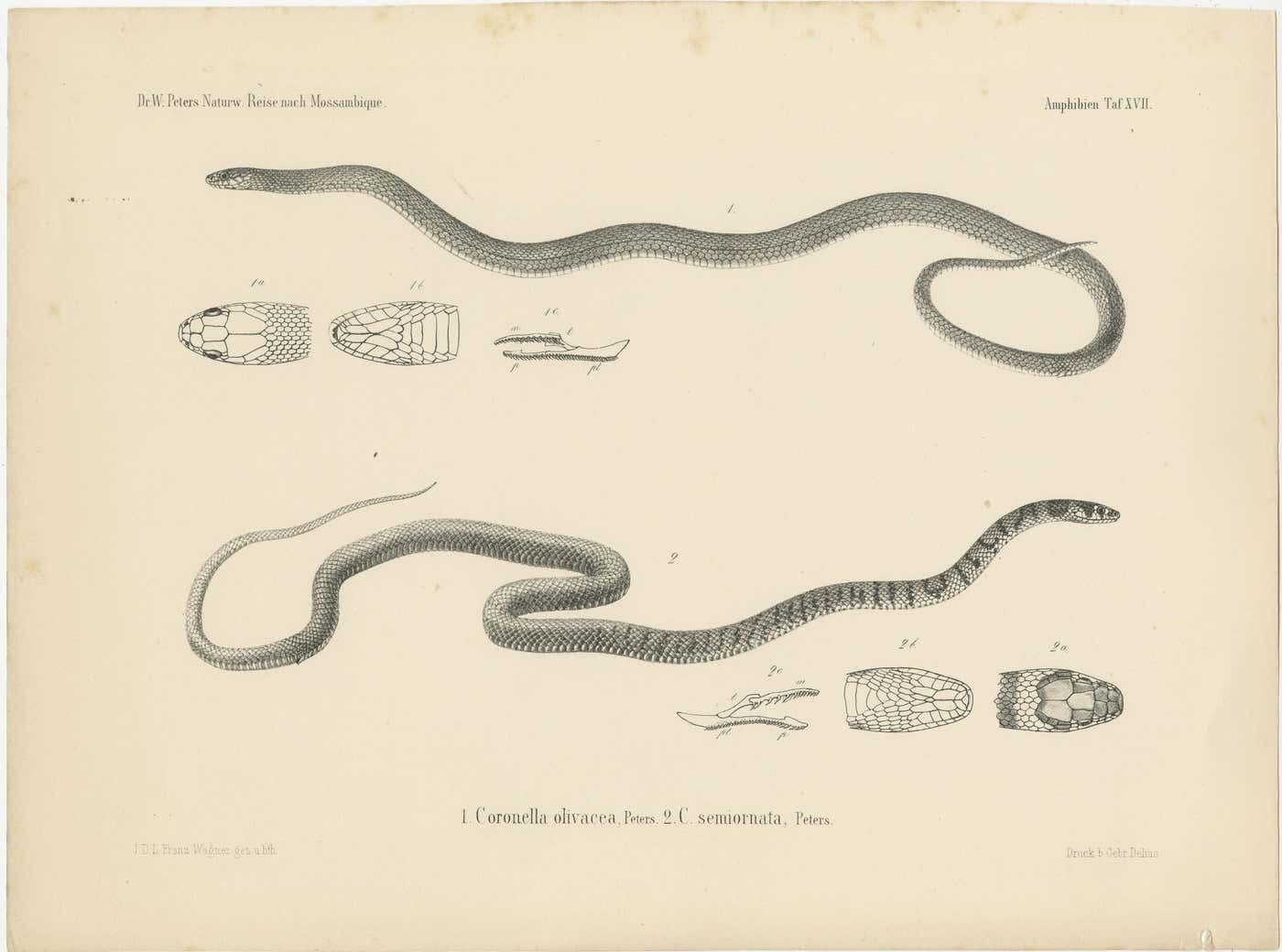 Set Of 4 Antique Prints Of The Lowland Viper And Other Snakes photo 242.0