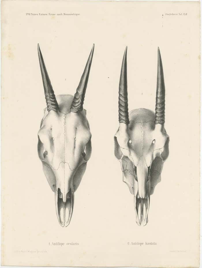 Set Of 4 Antique Prints Of Antelope Skulls photo for sale