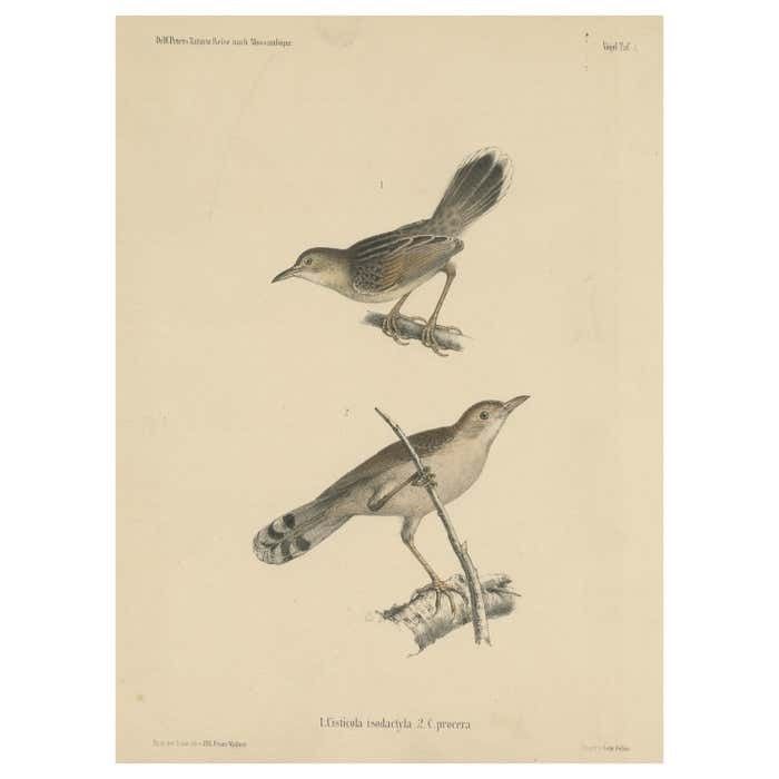 Antique Bird Print Of Cisticola Species