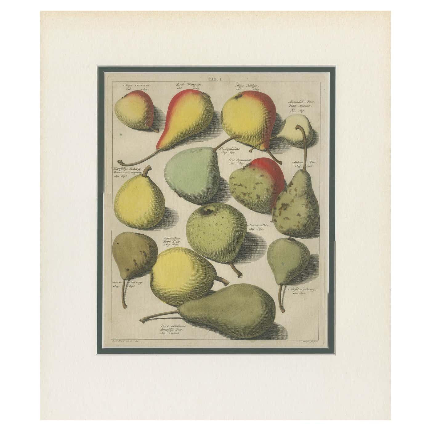 Ab I Antique Print Of Various Pears By Knoop (1758)