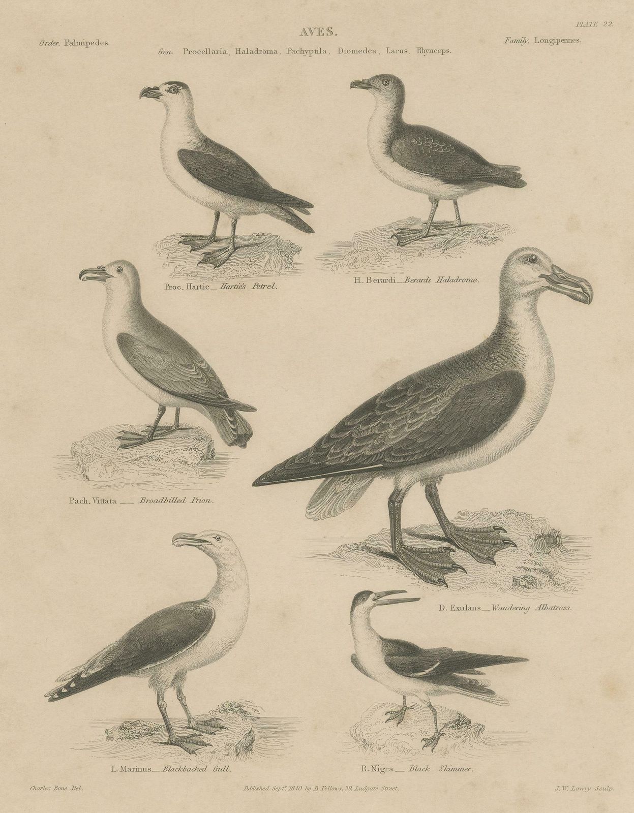 Antique Print Of The Wandering Albatross, Blackbacked Gull And Other Birds photo for sale