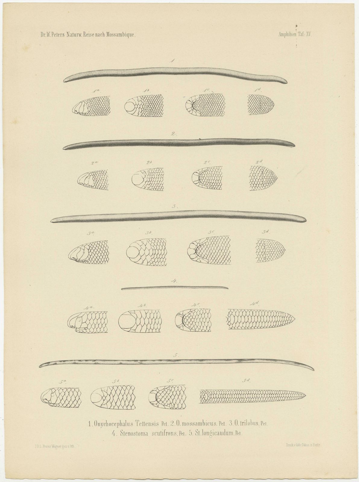 Set Of 2 Antique Prints Illustrating The Anatomy Of Various Amphibians photo for sale