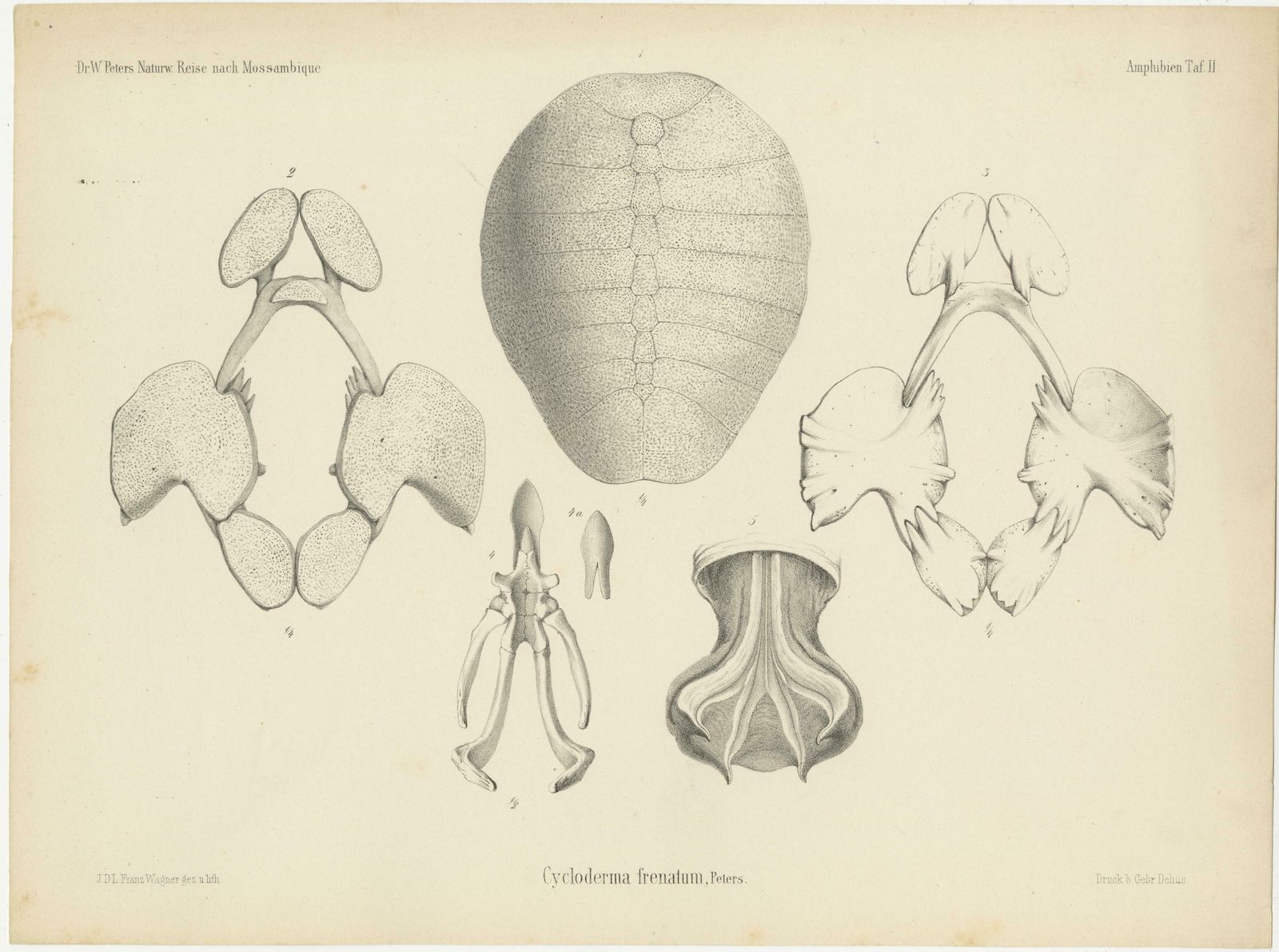 Antique Print Of The Zambezi Flapshell Turtle photo furniture