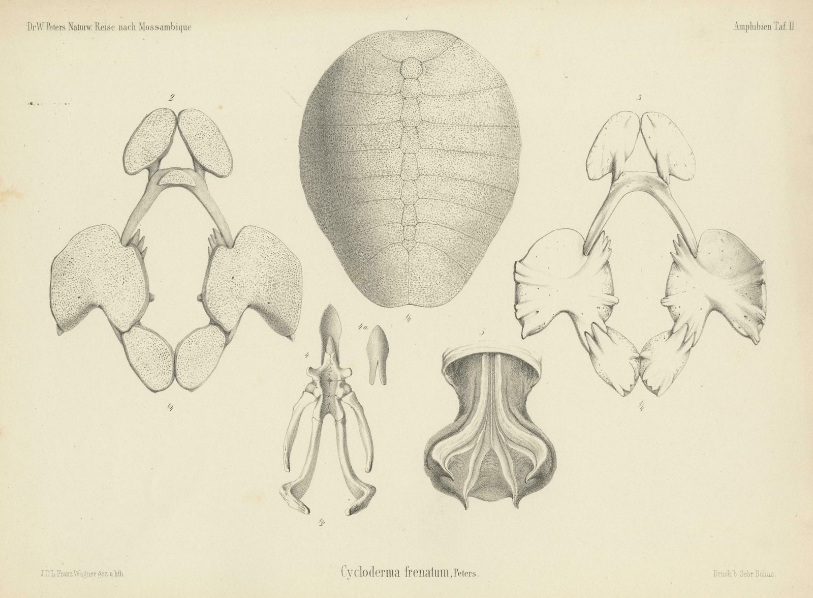 Antique Print Of The Zambezi Flapshell Turtle photo for sale