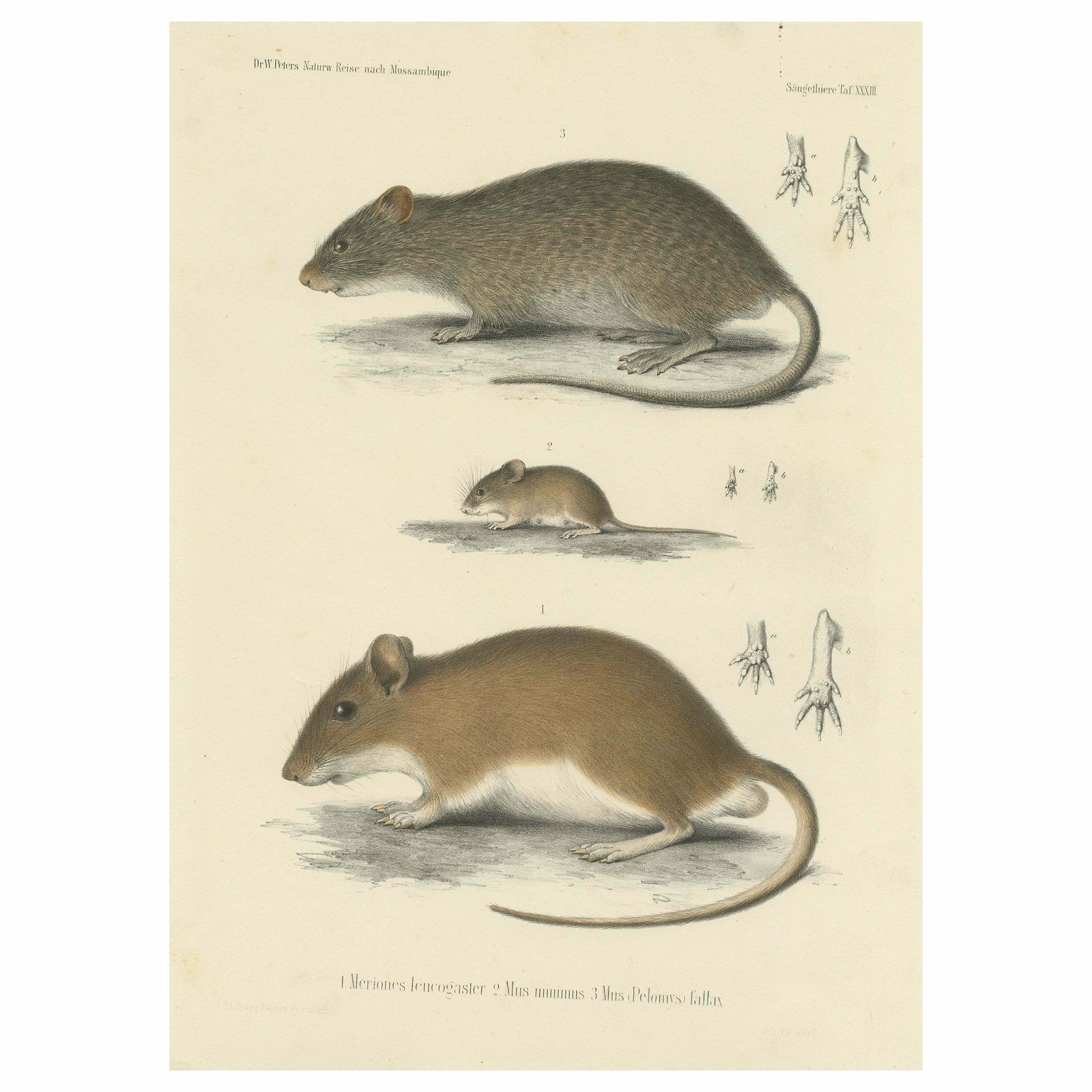 Antique Print Of A Gerbil, Mouse And Rat