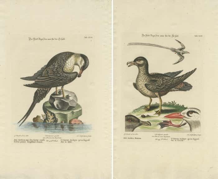 Set Of 2 Antique Prints Of A Male And Female Arctic Bird photo furniture