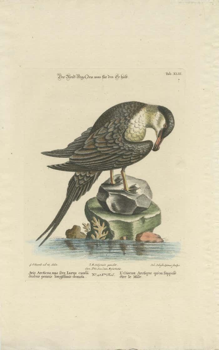 Set Of 2 Antique Prints Of A Male And Female Arctic Bird photo for sale