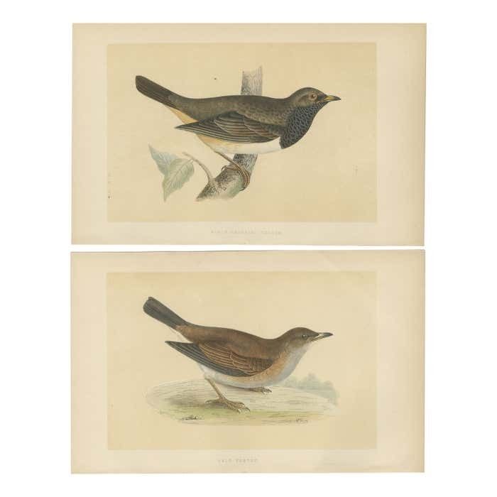 Set Of 2 Antique Bird Prints Of A Pale Thrush And Black Throated Thrush