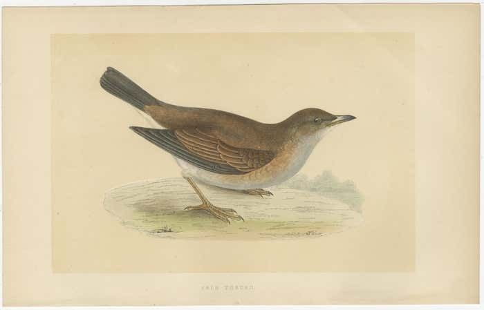 Set Of 2 Antique Bird Prints Of A Pale Thrush And Black Throated Thrush photo for sale