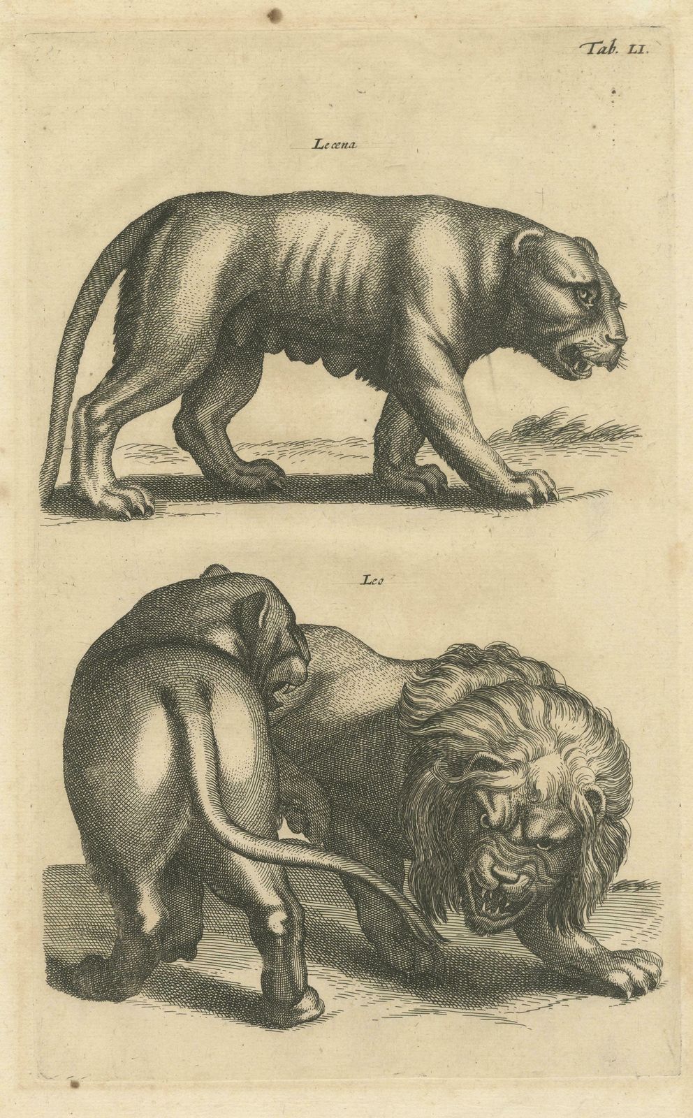 Original Antique Engraving Of A Lion And Lioness photo for sale