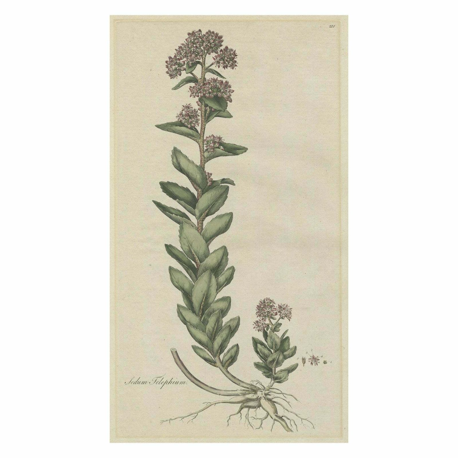Old Flower Print Of The Frog's Stomach Or Harping Johnny, Ca.1800