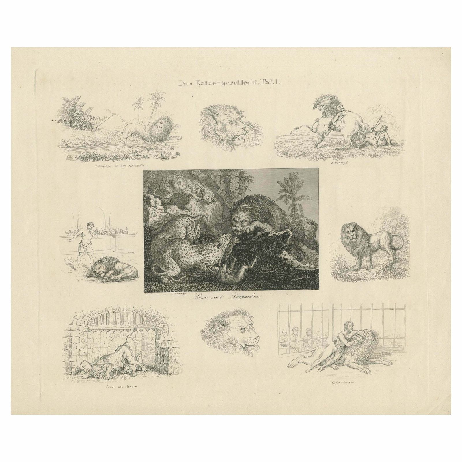 Antique Print With Nine Illustrations Of Various Lions And Leopards
