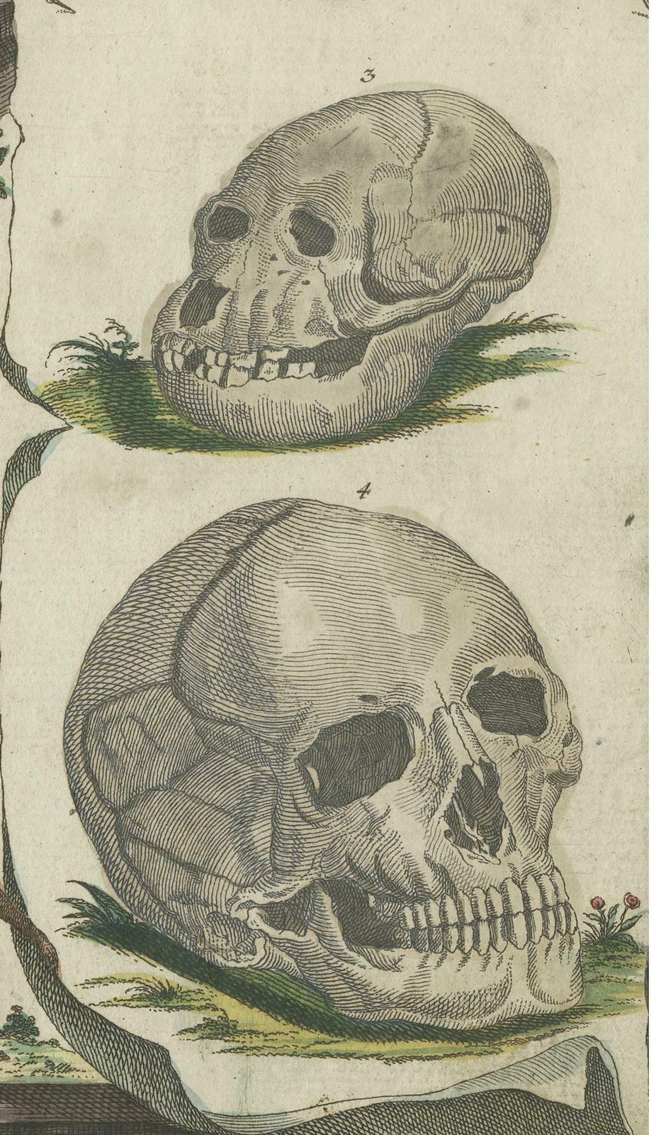 Rare Antique Hand Colored Print With Two Skulls photo for sale