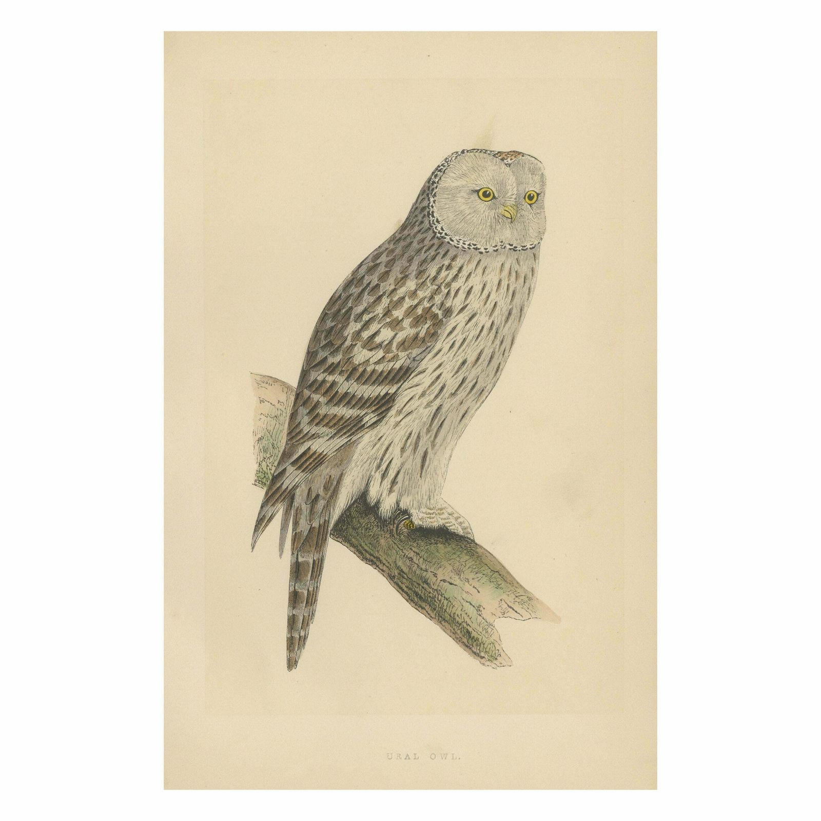 Set Of 4 Antique Bird Prints Of Two Owls, A Black Jackdaw And Their Eggs