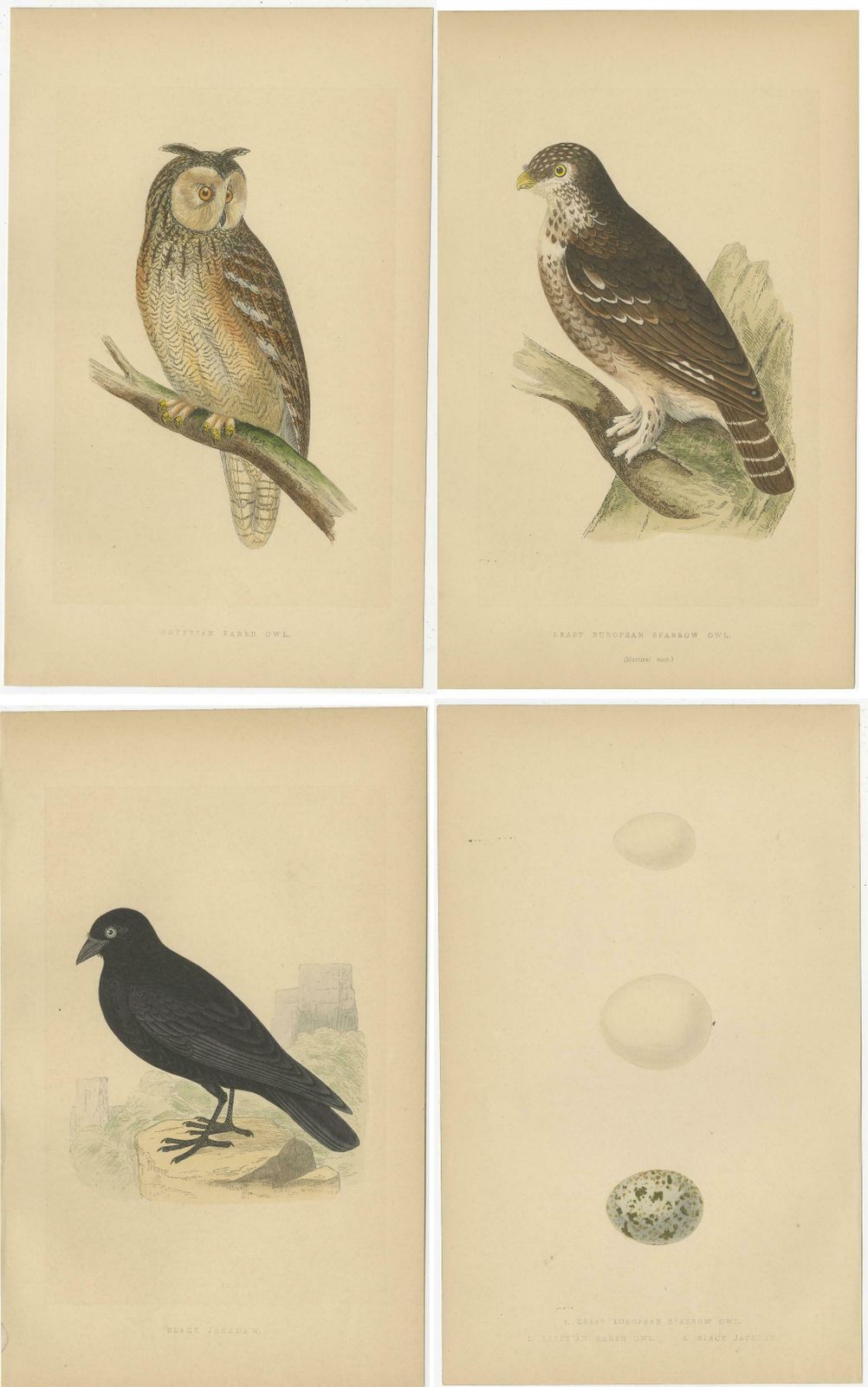 Set Of 4 Antique Bird Prints Of Two Owls, A Black Jackdaw And Their Eggs photo furniture