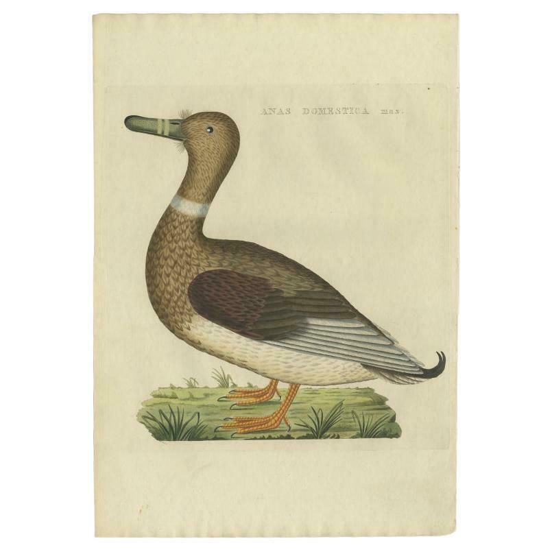 Antique Bird Print Of A Male Domestic Duck By Sepp & Nozeman, 1809