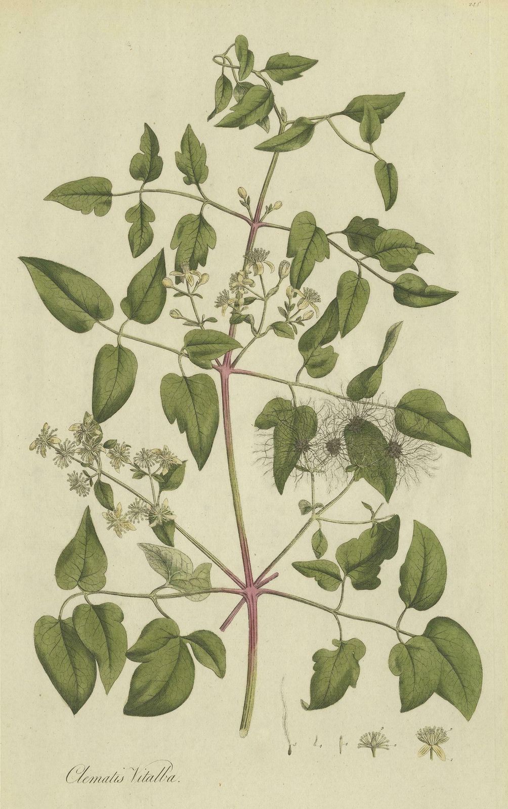 Antique Botany Print Of The Clematis Vitalba By Curtis, Circa 1777 photo furniture