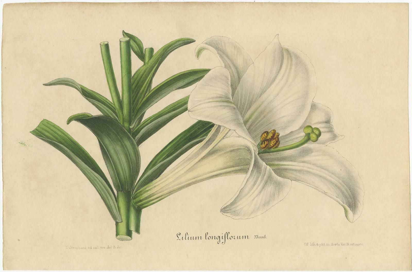 Set Of 2 Antique Botany Prints Of The Easter Lily And Heart Leaved Lily '1847' photo furniture