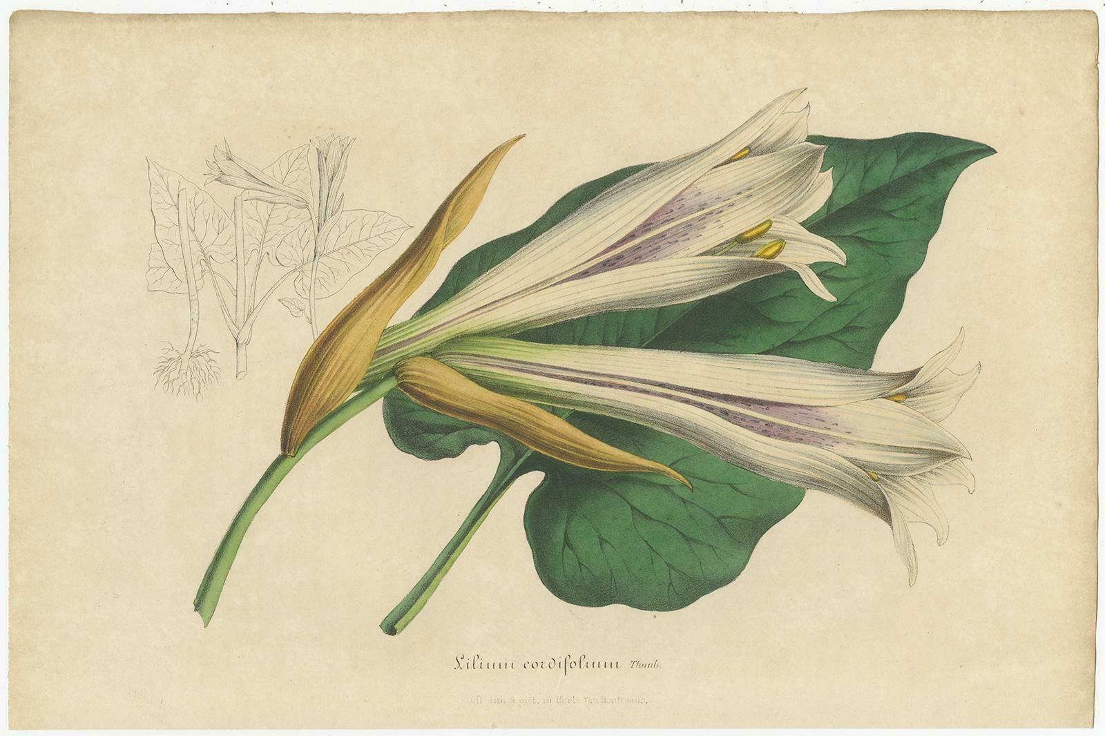 Set Of 2 Antique Botany Prints Of The Easter Lily And Heart Leaved Lily '1847' photo for sale