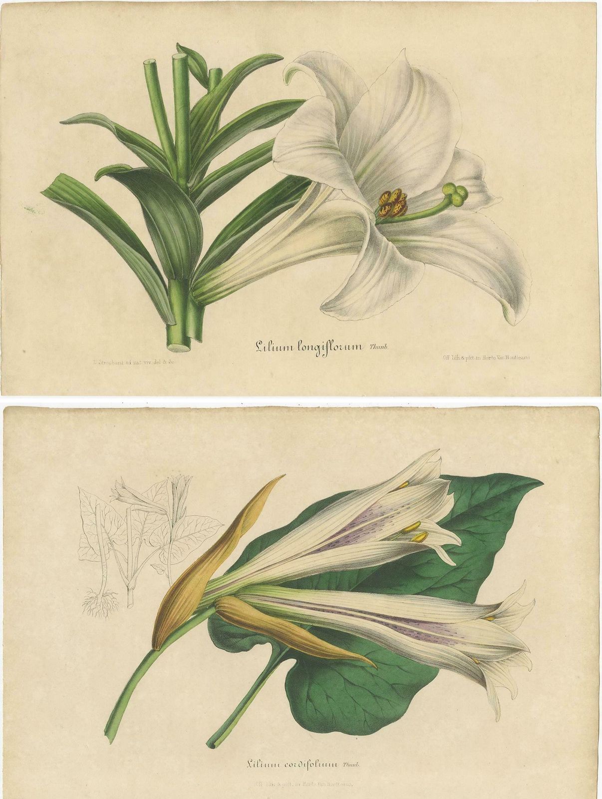 Set Of 2 Antique Botany Prints Of The Easter Lily And Heart Leaved Lily '1847' photo Art