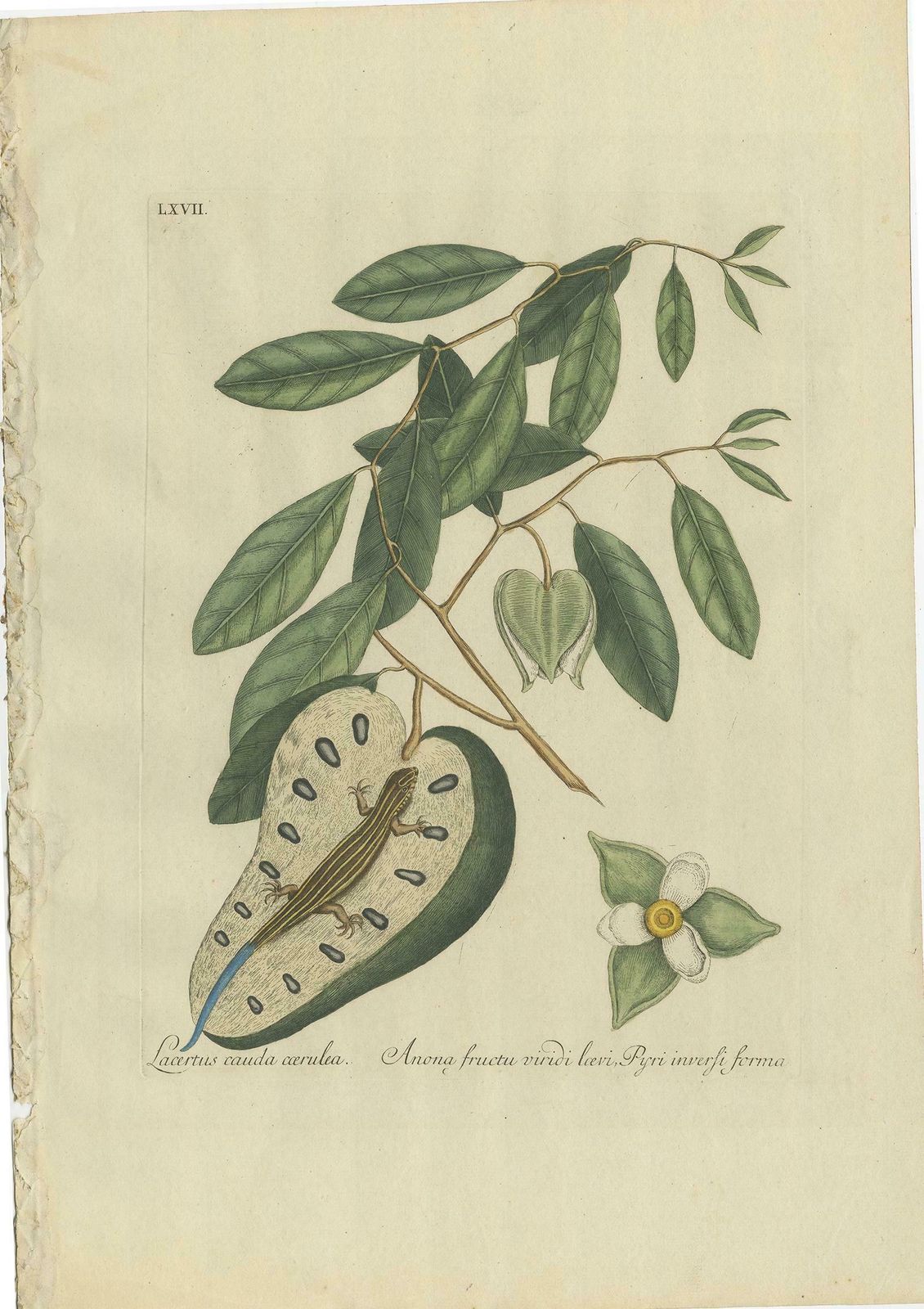 Set Of Two Antique Prints, Flying Squirrel, Blue Tail Lizard By Catesby '1777' photo furniture