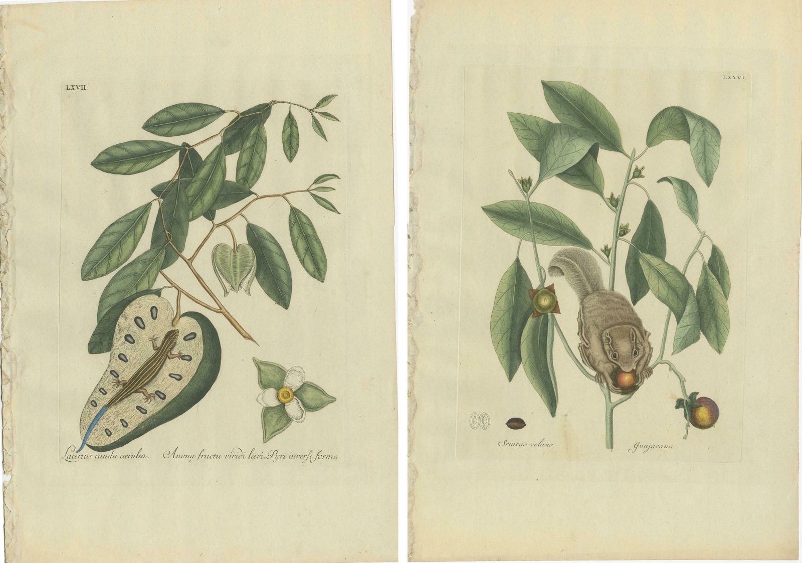 Set Of Two Antique Prints, Flying Squirrel, Blue Tail Lizard By Catesby '1777' photo Art