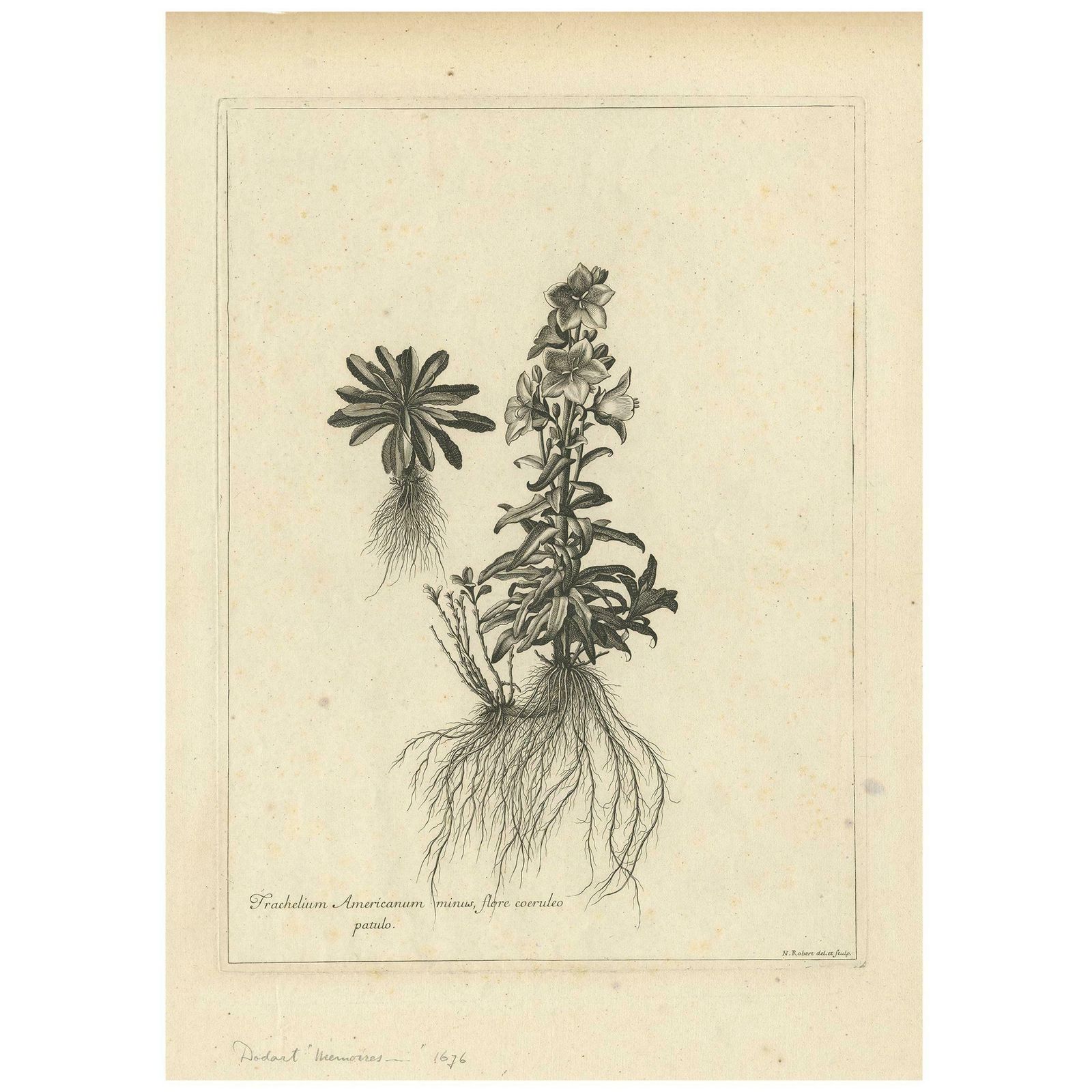 Antique Botany Print Of Campanula Americana By Dodart 'Circa 1680'