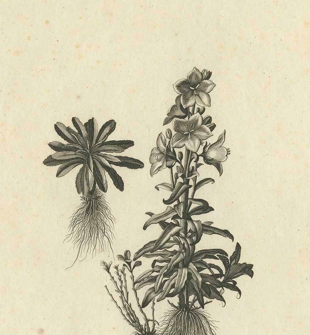 Antique Botany Print Of Campanula Americana By Dodart 'Circa 1680' photo for sale