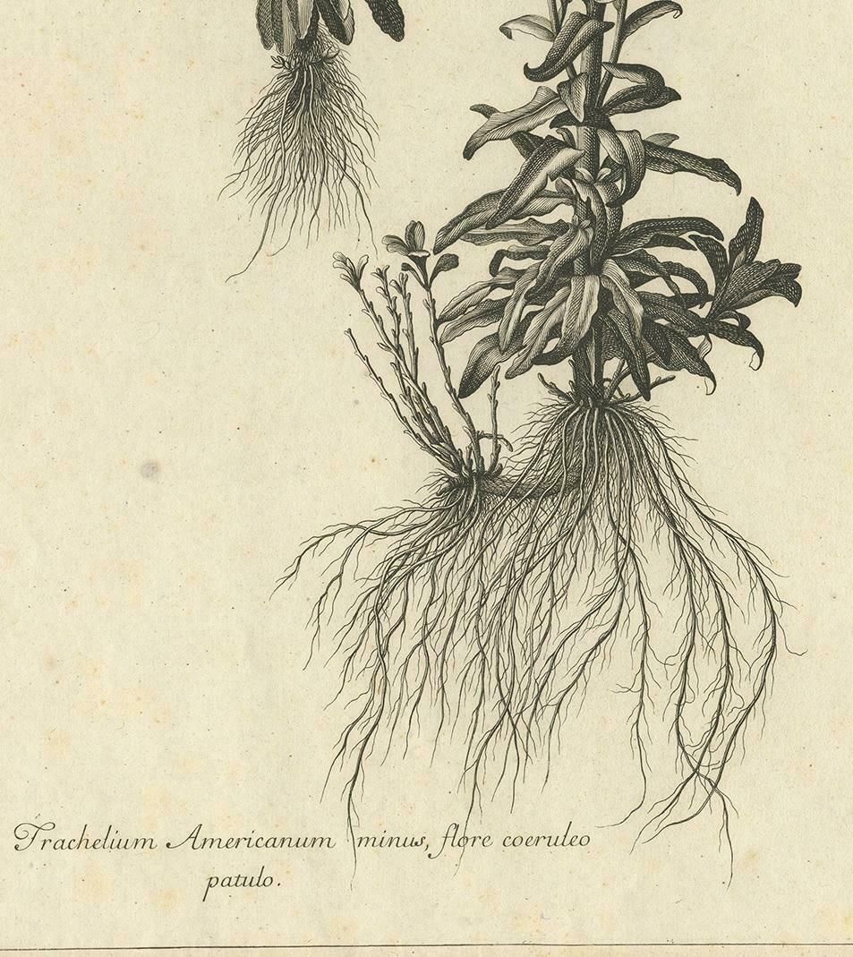 Antique Botany Print Of Campanula Americana By Dodart 'Circa 1680' photo Art