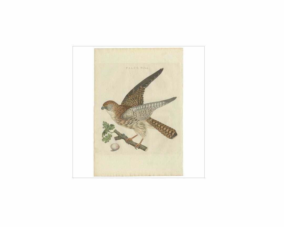 Antique Bird Print Of The Eurasian Sparrowhawk By Sepp & Nozeman, 1797 photo for sale